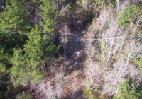Pinewood